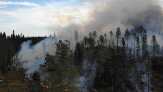 metsäpalo