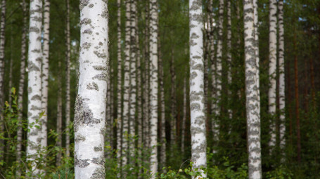 Aikuisten mielenterveyspalvelut/Kajaanin mielenterveys- ja päihdeyksikkö - Yksikön esittely opiskelijoille