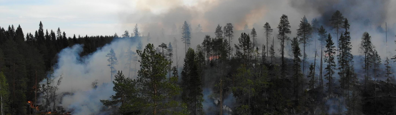 metsäpalo
